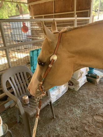 HorseID: 2302051 BLONDE JAMES BLONDE - PhotoID: 1084639