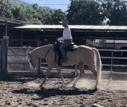 HorseID: 2302051 BLONDE JAMES BLONDE - PhotoID: 1084641