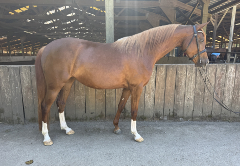 HorseID: 2301672 DM Dahlia - PhotoID: 1083604