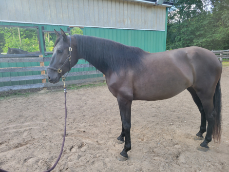 HorseID: 2301674 Jazmin - PhotoID: 1083609