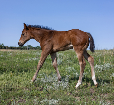 HorseID: 2301676 AQHA Pending (CCK Whiskeyntentions) - PhotoID: 1083610
