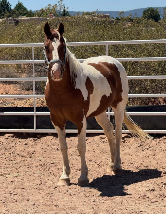 HorseID: 2301678 Taz - PhotoID: 1083611