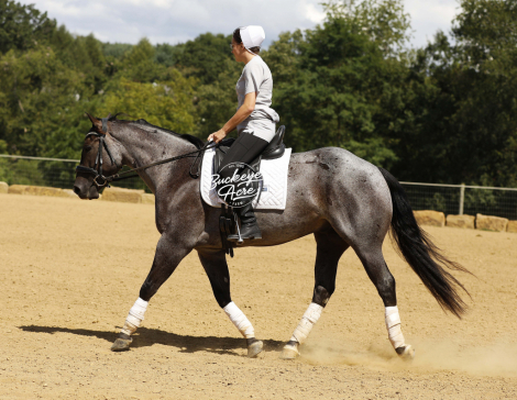 HorseID: 2301682 TT Blue Peppy Badger - PhotoID: 1083616