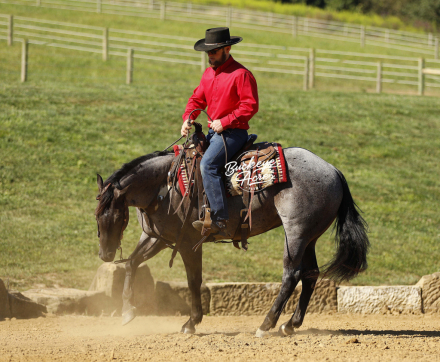 HorseID: 2301682 TT Blue Peppy Badger - PhotoID: 1083617