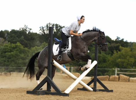 HorseID: 2301682 TT Blue Peppy Badger - PhotoID: 1083618