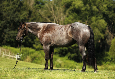 HorseID: 2301682 TT Blue Peppy Badger - PhotoID: 1083619