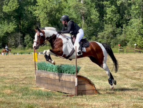HorseID: 2301684 Eventing packer for lease - PhotoID: 1083620