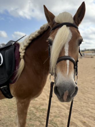 HorseID: 2301711 Marlena of Genesis - PhotoID: 1083642