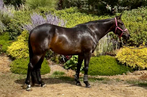 HorseID: 2301712 Estella - PhotoID: 1083643