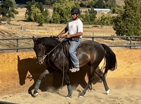 HorseID: 2301712 Estella - PhotoID: 1083644