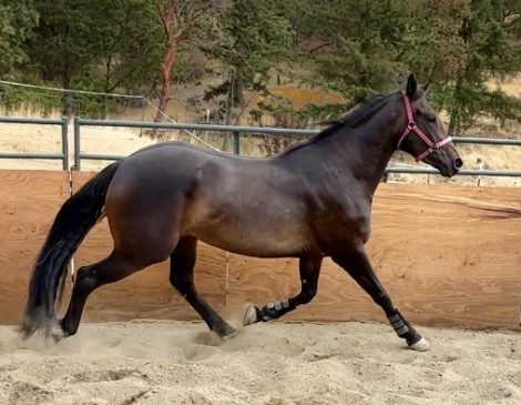 HorseID: 2301712 Estella - PhotoID: 1083645