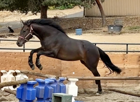 HorseID: 2301712 Estella - PhotoID: 1083646