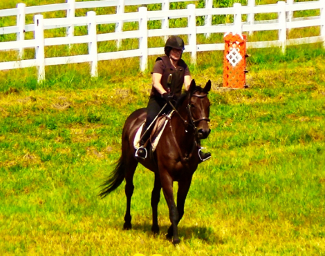 HorseID: 2301719 South Street - PhotoID: 1083649