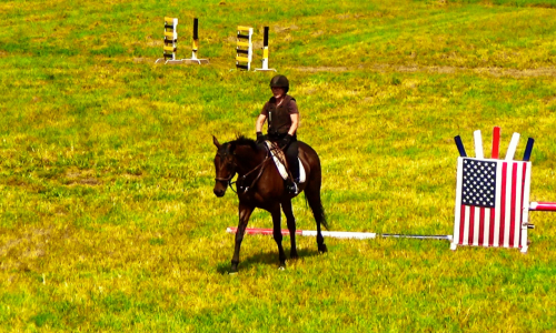 HorseID: 2301719 South Street - PhotoID: 1083651