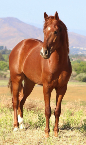 HorseID: 2301727 Smokin 45 - PhotoID: 1083654