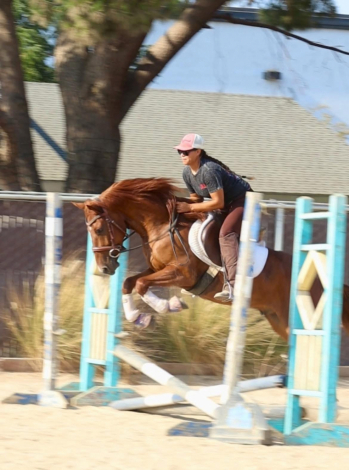 HorseID: 2301727 Smokin 45 - PhotoID: 1083655