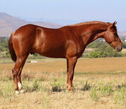 HorseID: 2301727 Smokin 45 - PhotoID: 1083656