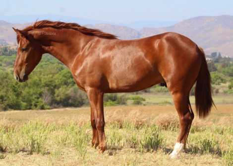 HorseID: 2301727 Smokin 45 - PhotoID: 1083657