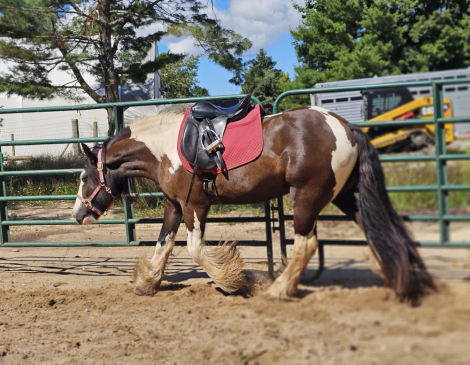 HorseID: 2301728 RBF Call Me Clarence - PhotoID: 1083659