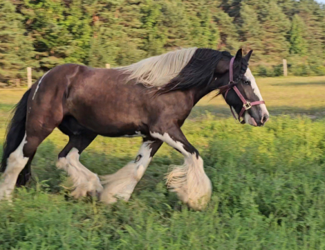 HorseID: 2301728 RBF Call Me Clarence - PhotoID: 1083660