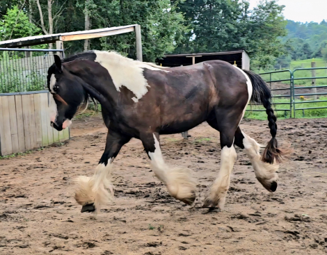 HorseID: 2301728 RBF Call Me Clarence - PhotoID: 1083661