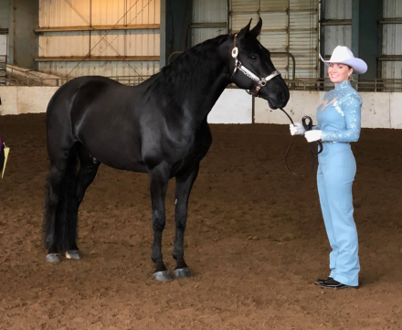 HorseID: 2301730 Q. First Symphony - PhotoID: 1083663