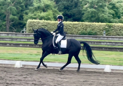 HorseID: 2301730 Q. First Symphony - PhotoID: 1083664