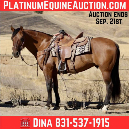 HorseID: 2301731 Bacon LHR - PhotoID: 1083754