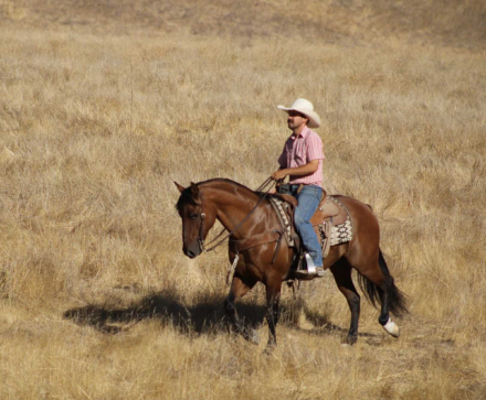 HorseID: 2301731 Bacon LHR - PhotoID: 1083755