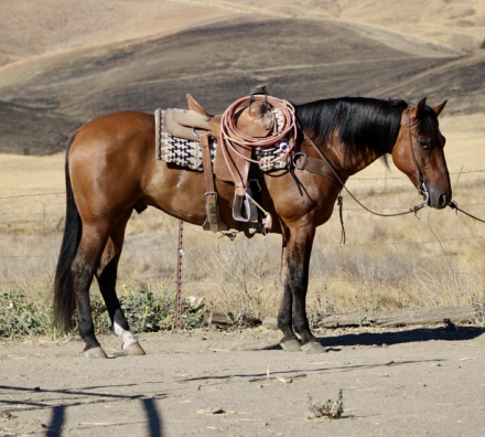 HorseID: 2301731 Bacon LHR - PhotoID: 1083756