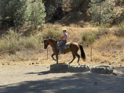 HorseID: 2301731 Bacon LHR - PhotoID: 1083757