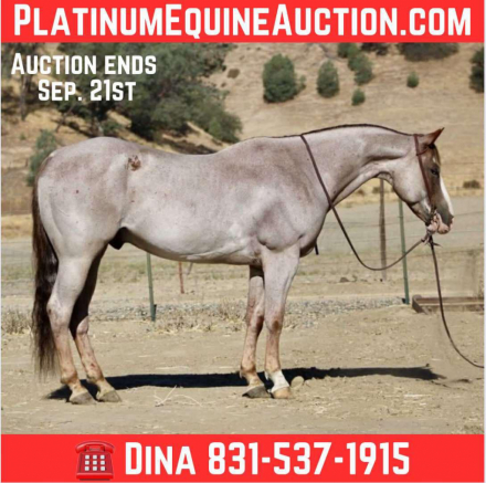 HorseID: 2301732 Auggie LHR - PhotoID: 1083750