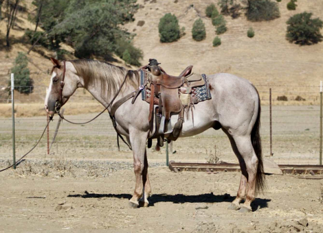 HorseID: 2301732 Auggie LHR - PhotoID: 1083751