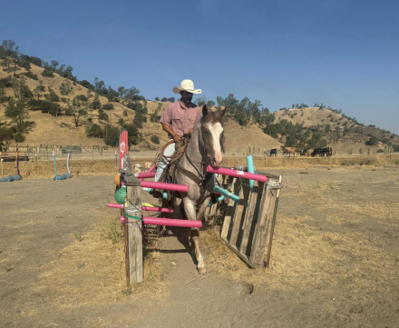 HorseID: 2301732 Auggie LHR - PhotoID: 1083752