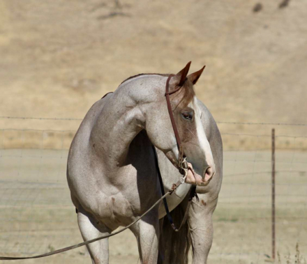 HorseID: 2301732 Auggie LHR - PhotoID: 1083753