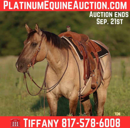 HorseID: 2301733 Smokey TS - PhotoID: 1083778