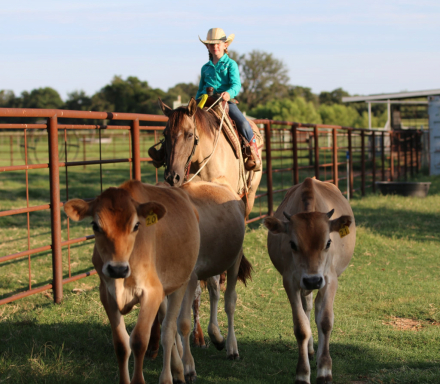 HorseID: 2301733 Smokey TS - PhotoID: 1083779