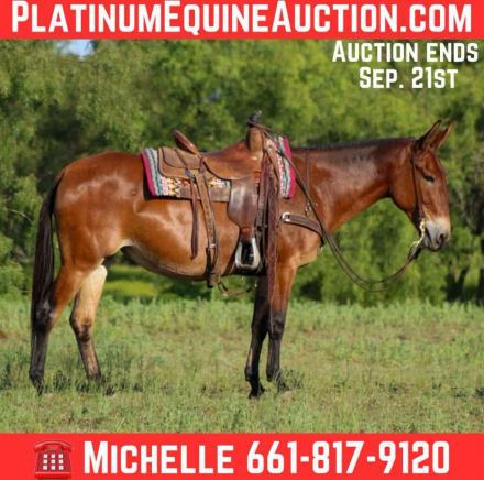 HorseID: 2301734 Mable M$ - PhotoID: 1083770