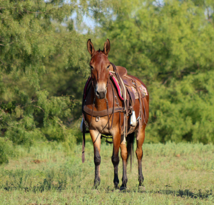 HorseID: 2301734 Mable M$ - PhotoID: 1083771