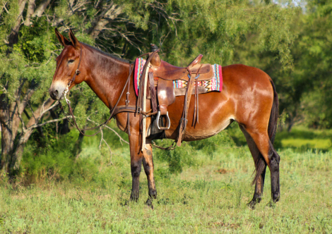 HorseID: 2301734 Mable M$ - PhotoID: 1083772