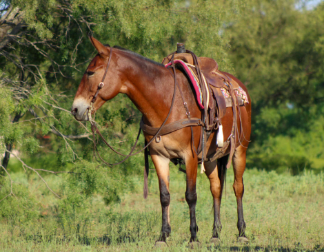 HorseID: 2301734 Mable M$ - PhotoID: 1083773