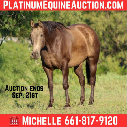 HorseID: 2301735 Cisco M$ - PhotoID: 1083766