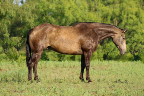 HorseID: 2301735 Cisco M$ - PhotoID: 1083767