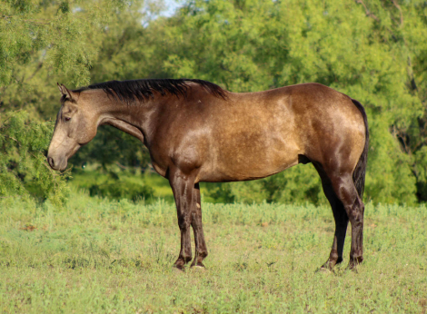 HorseID: 2301735 Cisco M$ - PhotoID: 1083768