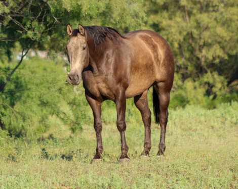 HorseID: 2301735 Cisco M$ - PhotoID: 1083769