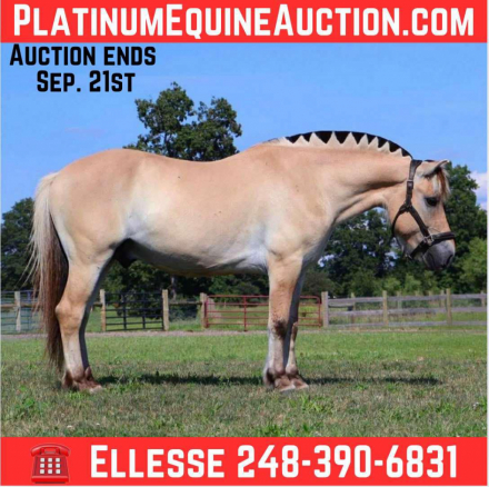 HorseID: 2301736 Buddy ES - PhotoID: 1083758