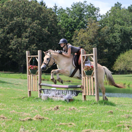 HorseID: 2301736 Buddy ES - PhotoID: 1083761