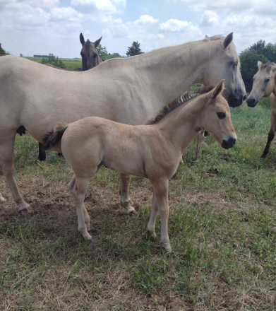 HorseID: 2301738 BRAVOS JACKIE JOY - PhotoID: 1083666