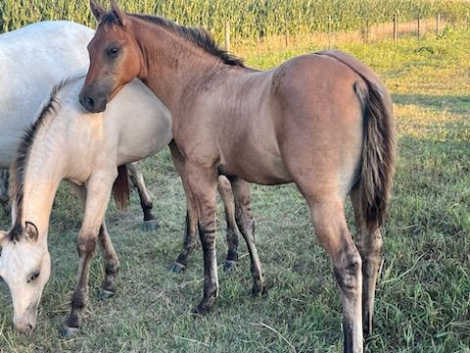 HorseID: 2301738 BRAVOS JACKIE JOY - PhotoID: 1083667