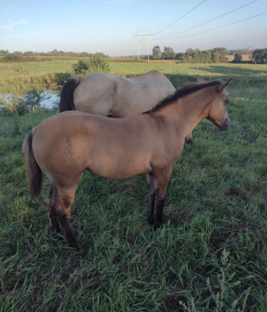 HorseID: 2301738 BRAVOS JACKIE JOY - PhotoID: 1083668